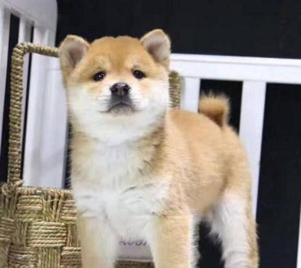 Why does my dog hate people? HUMANEDOG