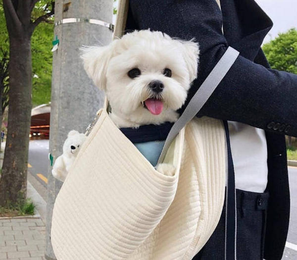 What happens to your dog if he eats Adderall? HUMANEDOG