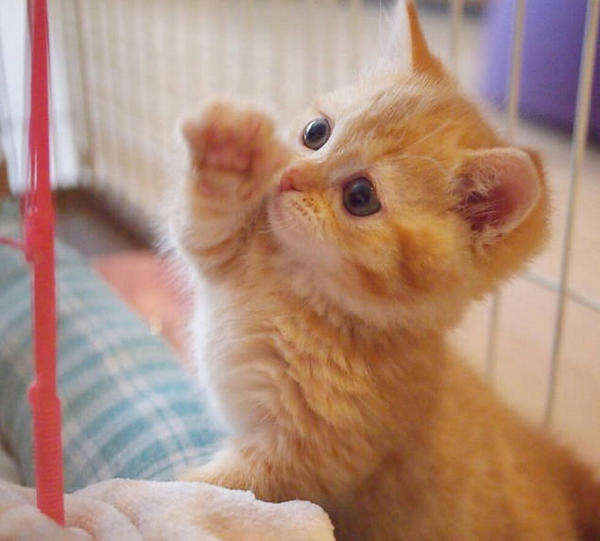 What breed of dog looks like a black golden retriever? HUMANEDOG