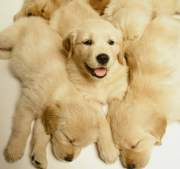 Can dogs eat chicken wing bones? HUMANEDOG