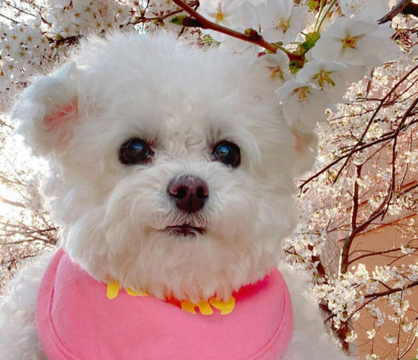 Can dogs smell cancer in humans? HUMANEDOG