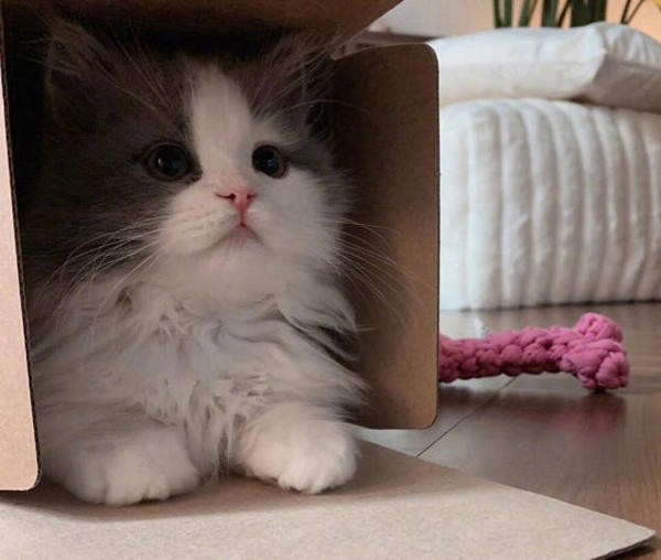 Is Clorox toxic to dogs? HUMANEDOG