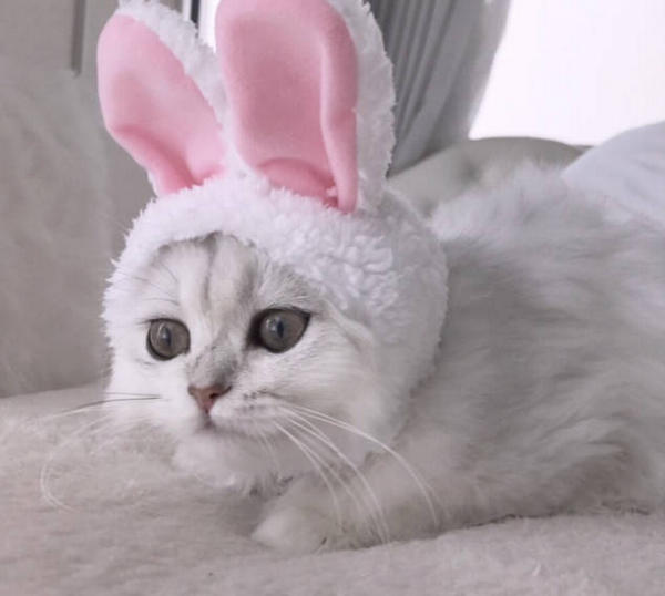 Is Clorox toxic to dogs? HUMANEDOG