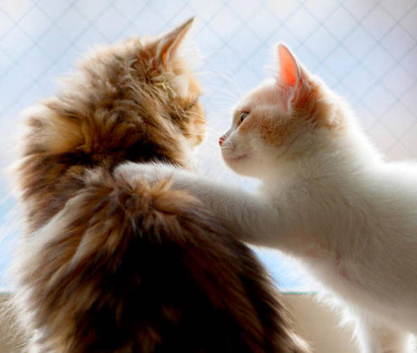 Does your dog hate it when you kiss it? HUMANEDOG