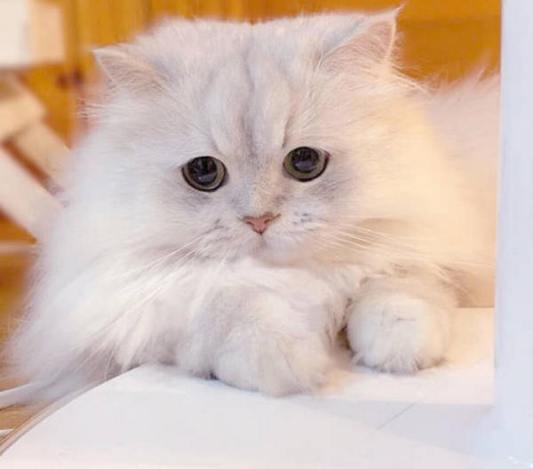 What happens if you overfeed your puppy? MISCHIEVOUSDOG