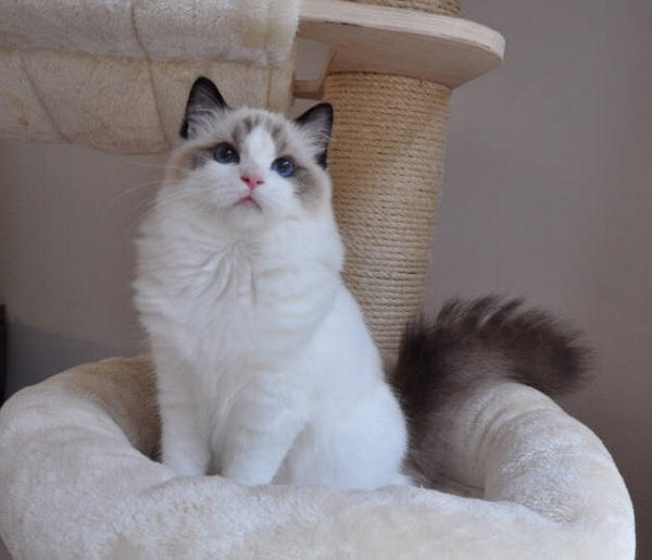 What happens if you overfeed your puppy? MISCHIEVOUSDOG