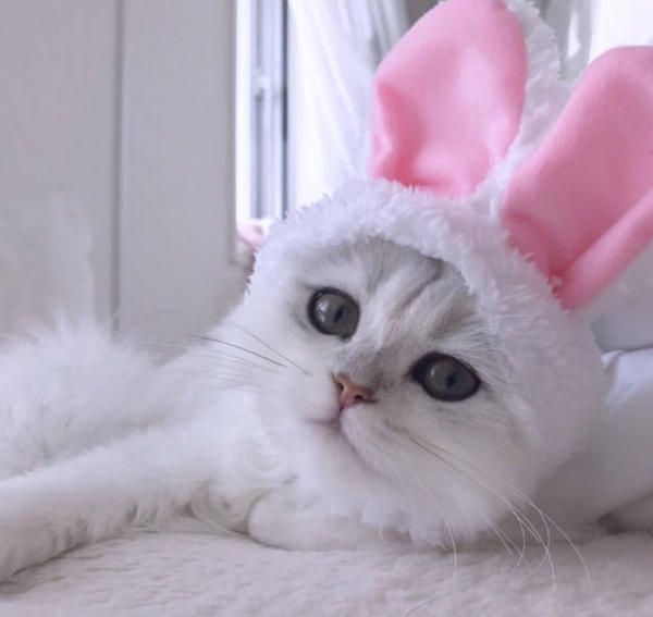 What happens if you overfeed your puppy? MISCHIEVOUSDOG