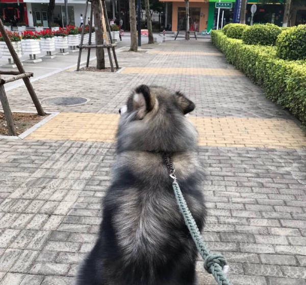 At what age can a dog have puppies? MISCHIEVOUSDOG