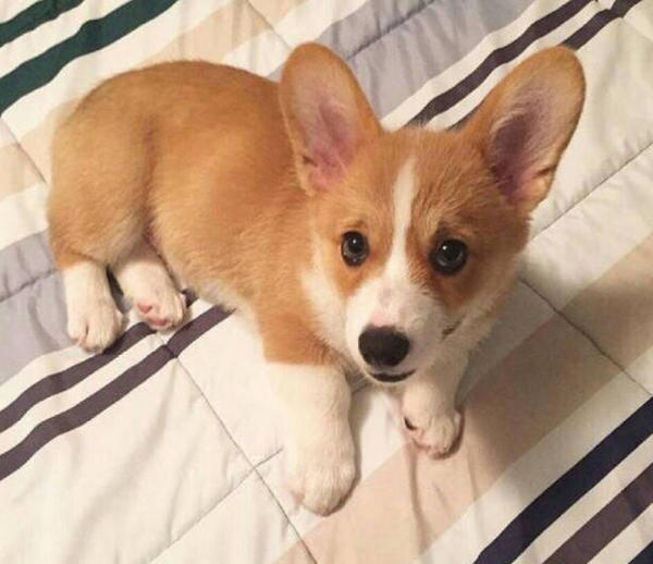 How do children play with puppies? HUMANEDOG