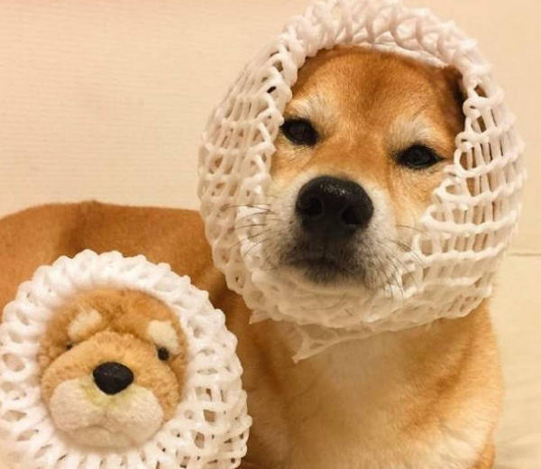 At What Age Can A Dog Have Puppies MISCHIEVOUSDOG can-a-11-year-old-female-dog-get-pregnant