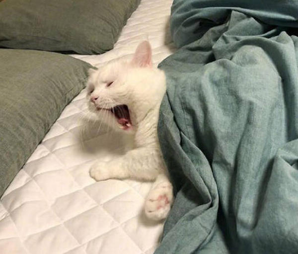 Is raw chicken bad for a dog? MISCHIEVOUSDOG