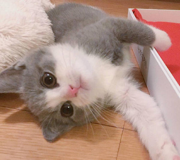 Can a dog have a tooth pulled without anesthesia? HUMANEDOG