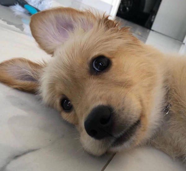 Do dogs really talk to each other? MISCHIEVOUSDOG