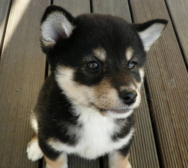 Is it hygienic to let your dog sleep in your bed? HUMANEDOG