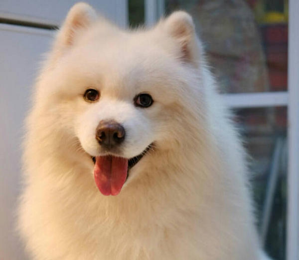 How common are black dogs in Long John Silver? HUMANEDOG