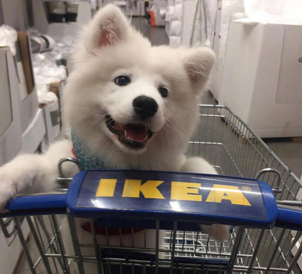 How long should puppies be left alone? MISCHIEVOUSDOG