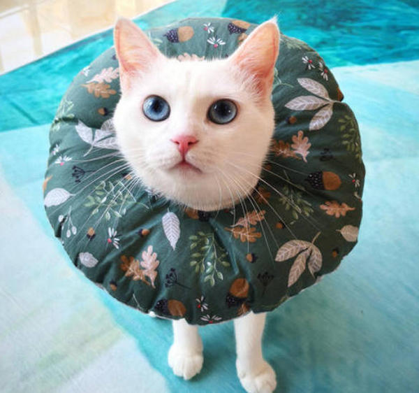 Why does my dog always lick his back legs? MISCHIEVOUSDOG