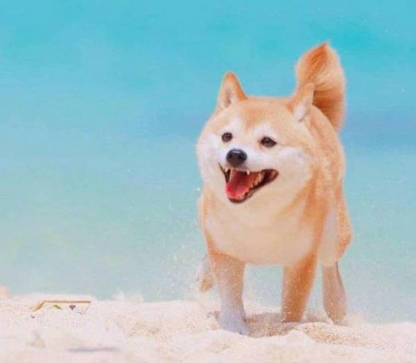 Do puppies know they are cute? HUMANEDOG