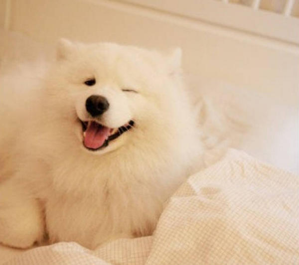 If my dog eats a napkin, is that bad? HUMANEDOG