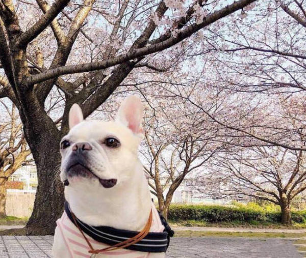 Why do dogs need paw cream? HUMANEDOG