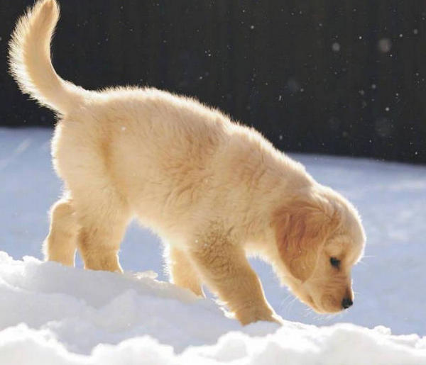 Why do greyhounds wear horseshoe collars? MISCHIEVOUSDOG