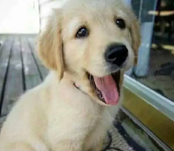 What should I do if my dog eats dog poop? HUMANEDOG