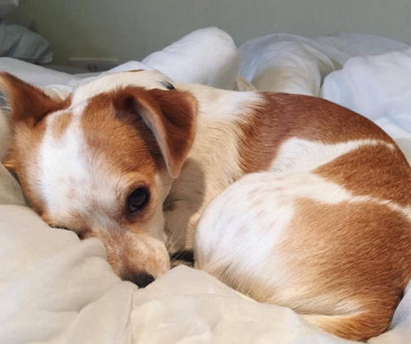 What should I do if my dog eats dog poop? HUMANEDOG