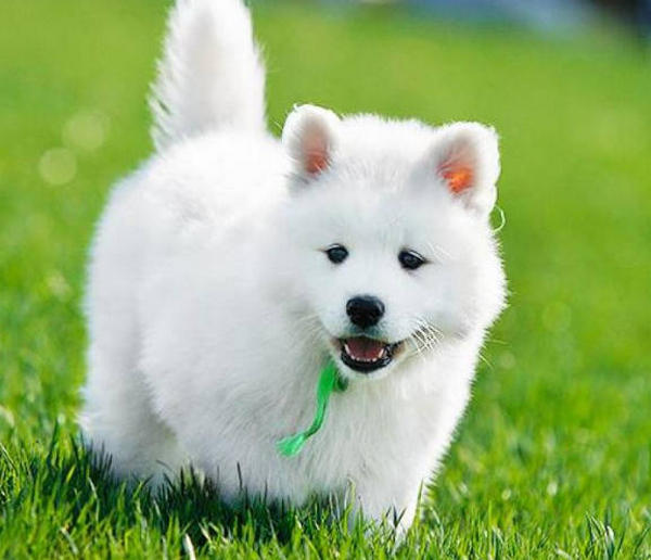 You ask. Why do my dog's paws smell like popcorn? HUMANEDOG