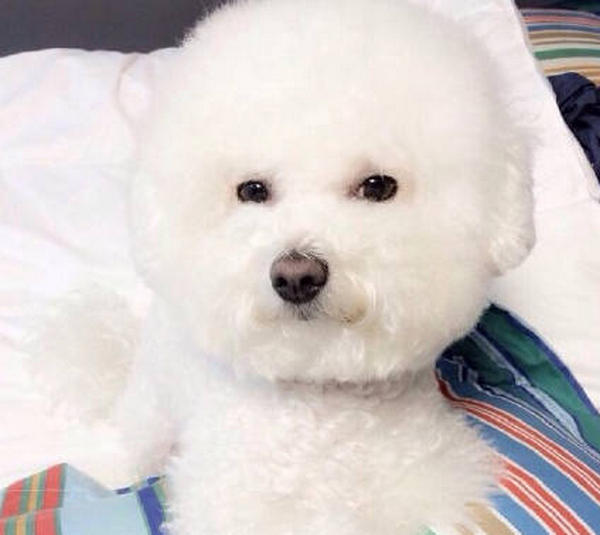 Can puppies survive Parvo at home? MISCHIEVOUSDOG