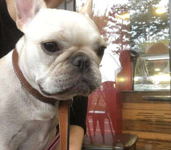 Why does it hurt when a dog dies? MISCHIEVOUSDOG