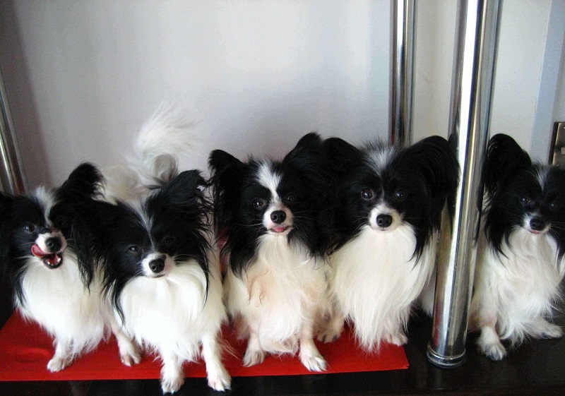 Why do puppies make us happy? MISCHIEVOUSDOG