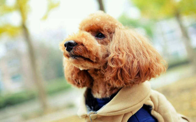 How accurate is a blood sniffing dog? HUMANEDOG